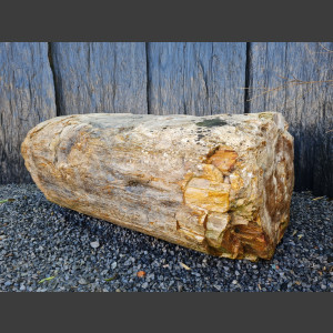 versteinertes Holz  geschliffen 69cm