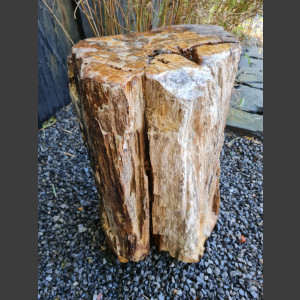 versteinertes Holz  geschliffen 69cm