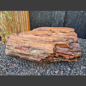 versteinertes Holz  geschliffen 69cm