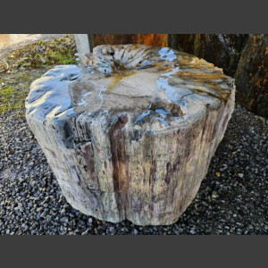 versteinertes Holz  geschliffen 69cm