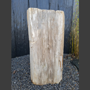 versteinertes Holz  geschliffen 69cm