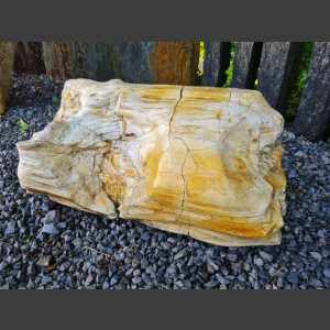 versteinertes Holz  geschliffen 69cm