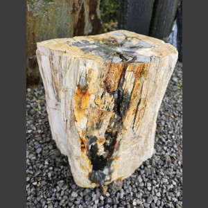 versteinertes Holz  geschliffen 69cm