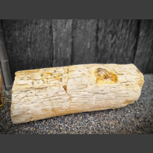 versteinertes Holz  geschliffen 69cm