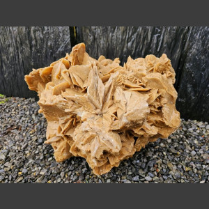 versteinertes Holz  geschliffen 69cm