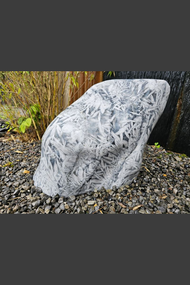 dracaena cinnabari kaufen Frischer Drachenbaumsamen Dracaena cinnabari main image 1