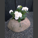 Blumenkübel Granit Findling Pflanzstein