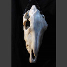 „ ausgedient- Eselsschädel“ port. Marmor Skulptur von Steff Bauer