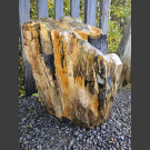 versteinertes Holz 62cm