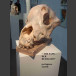 „ der Reißzahn" – Hundeschädel Skulptur Steff Bauer