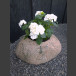 Blumenkübel Granit Findling Pflanzstein