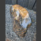 versteinertes Holz poliert 76,4kg