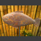 Fisch Schieferskulptur