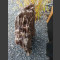 versteinertes Holz  81cm