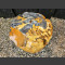 versteinertes Holz teils poliert 48cm