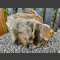versteinertes Holz 39cm