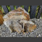 versteinertes Holz 39cm