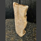 versteinertes Holz 82cm