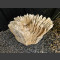 versteinertes Holz 67cm
