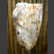 versteinertes Holz auf schwarzem Monolith 