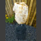 versteinertes Holz auf schwarzem Monolith 