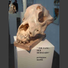 "Le Fang" - crâne de chien Sculpture Steff Bauer