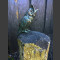 Bronze Hibou moyen-duc sur Colonne de Basalte