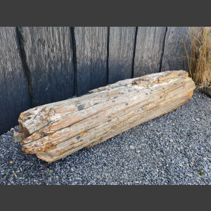 versteend Hout 80cm, gepolijst