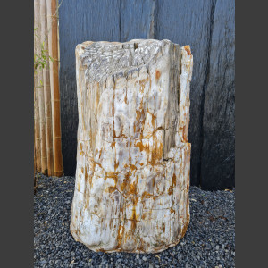 versteend Hout 80cm, gepolijst