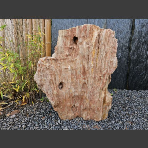 versteend Hout 80cm, gepolijst