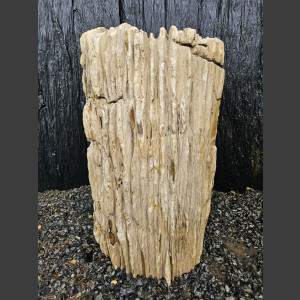 versteend Hout 80cm, gepolijst