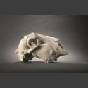 "Carpe Diem" Geit schedel sculptuur marmeren Steff Bauer