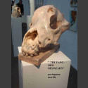 "De Fang" - Hond schedel sculptuur Steff Bauer