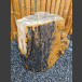 versteend hout boomstam 66cm hoog