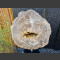 Leisteen monoliet met versteende boomschijf 138 cm hoog