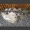 versteend hout gepolijst 56cm