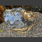 versteend hout 49cm