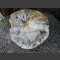 versteend hout 42cm