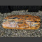 versteend hout 19cm
