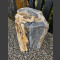 versteend hout 36cm